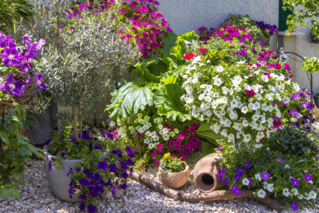 Ogródek z donicami pełnymi kwiatów petunii, powojników