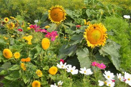 Słoneczniki o różnych wielkościach kwiatów, białe i różowe onętki