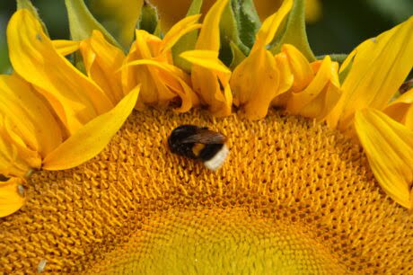 Pszczoła na fragmencie słonecznika z bliska. 