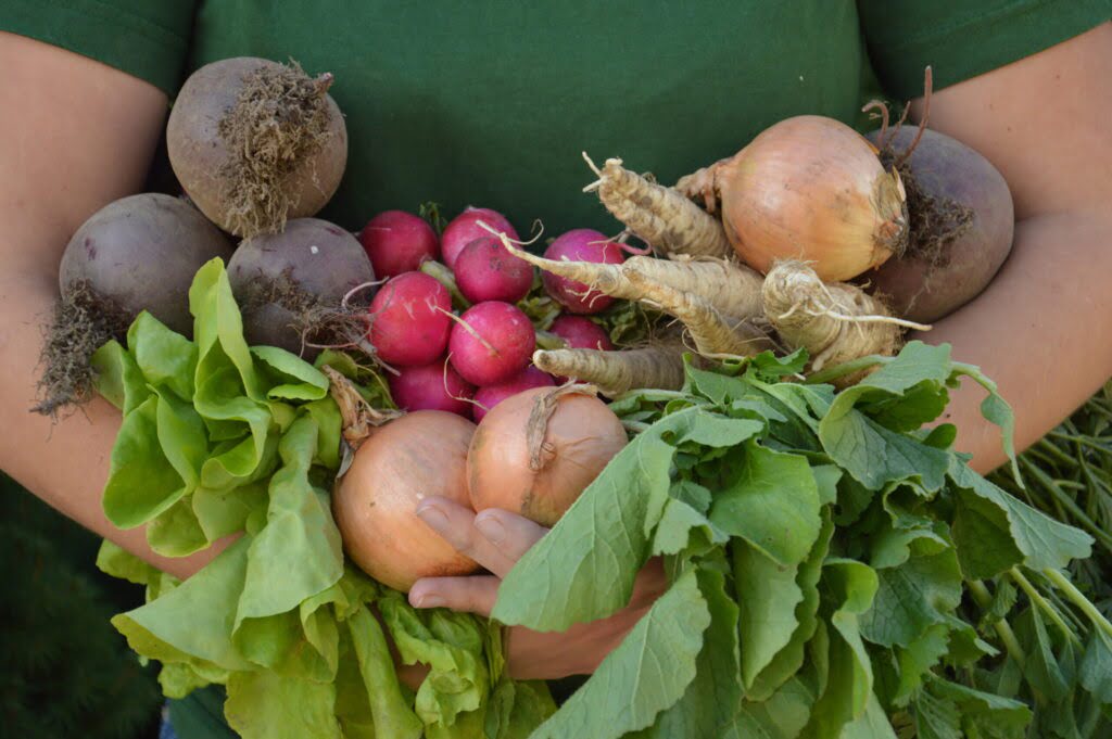 Różne warzywa trzymane w rękach: buraki, cebula, rzodkiewka, sałata, pietruszka