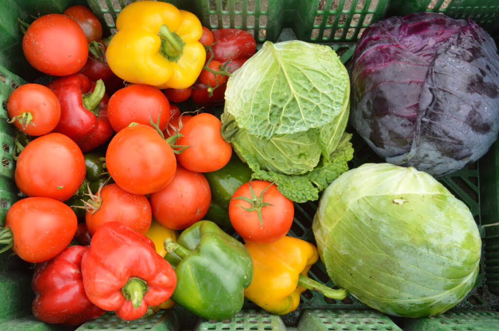 kolorowe warzywa ułożone w zielonej plastikowej skrzynce: pomidory, papryka czerwona, żólta i zielona, kapusta zielona i czerwona, 