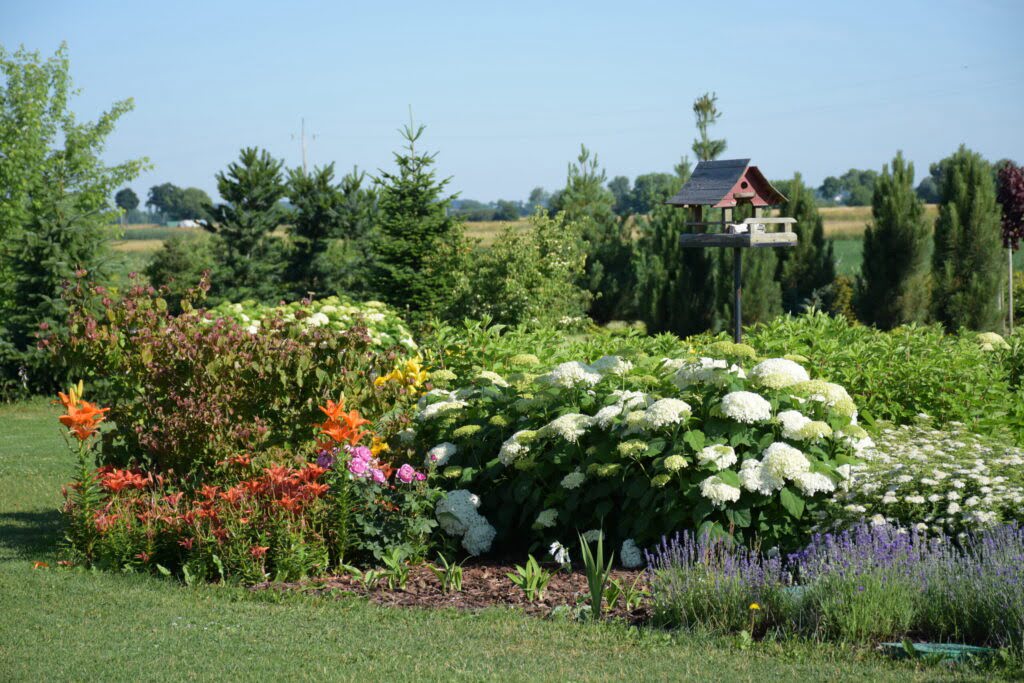 Rabata kwiatowa w ogrodzie-lawenda, hortensje, lilie, astry, w tle budka dla ptaków i iglaki 