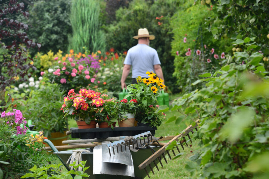 Mężczyzna w kapeluszu tyłem w ogrodzie, na pierwszym planie taczka z grabiami, łopatami oraz doniczkami z kwiatami