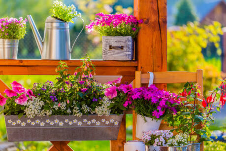 zbliżenie na kolorowy balkon pełen kwiatów-różowych, białych, fioletowych, czerwonych w donicach, konewkach, szufladkach