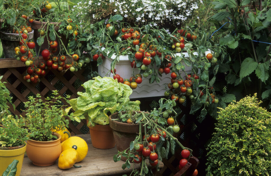 pomidorki, sałata, zioła w donicach na balkonie