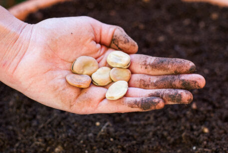 dłoń brudna od ziemi trzyma nasiona fasoli