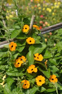 thunbergia-żółte kwiaty z czarnym oczkiem na tle zielonych liści