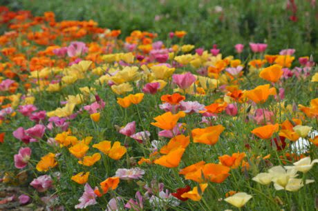 kolorowe poletko maczka kalifornijskiego- kwiaty żółte, pomarańczowe, różowe