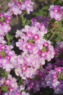 jasno fioletowa werbena ogrodowa w makro