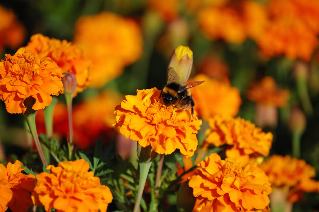 Pszczoła na pomarańczowej aksamitce 