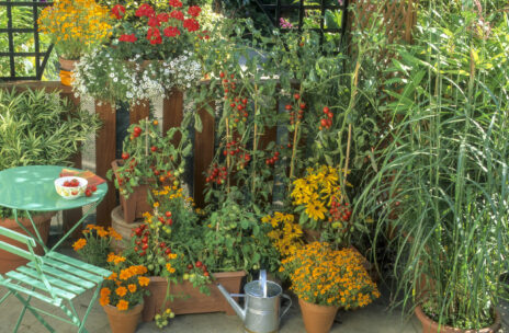 zbliżenie na balkon pełen kwiatów i warzyw: aksamitek, pelargonii, rudbekii, pomidorków