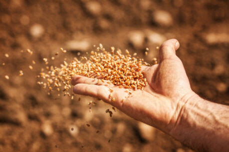 Dłonie wysiewają nasiona