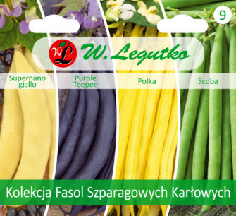 Torebka z nasionami fasoli szparagowej w 4 odmianach: kremowej, fioletowej, żółtej i zielonej