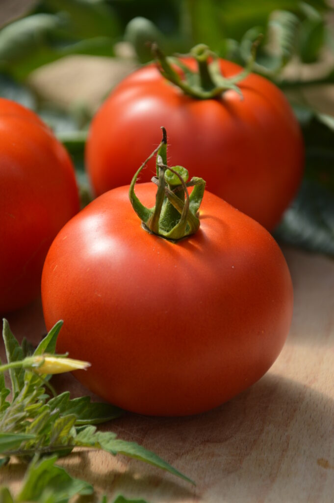 Pomidor z bliska
