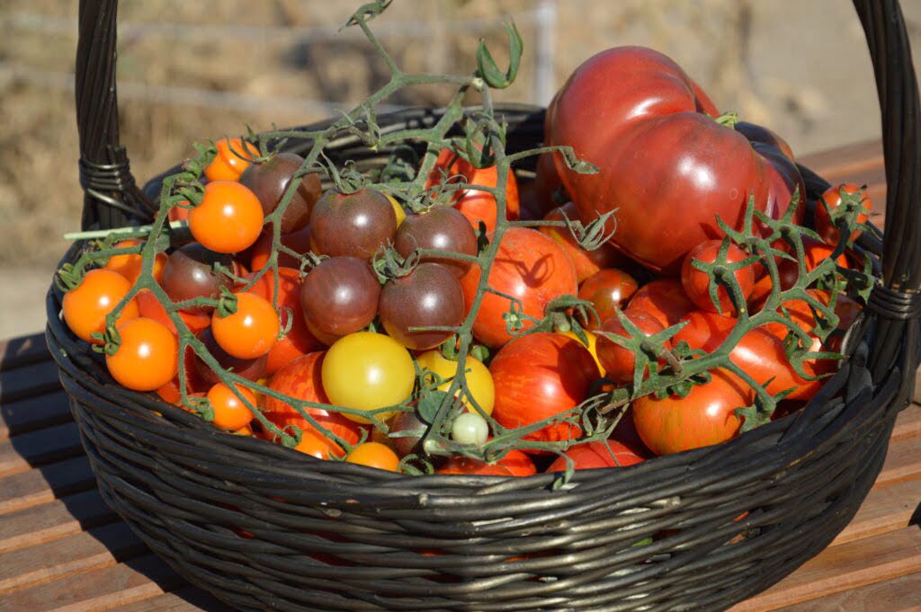 Pomidory w koszu wiklinowym czarnym, pomidory różnej wielkości i o różnych kolorach.