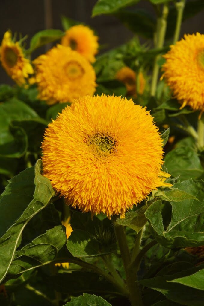 Słonecznik o pełnych kwiatach w odmianie 'Teddy bear'