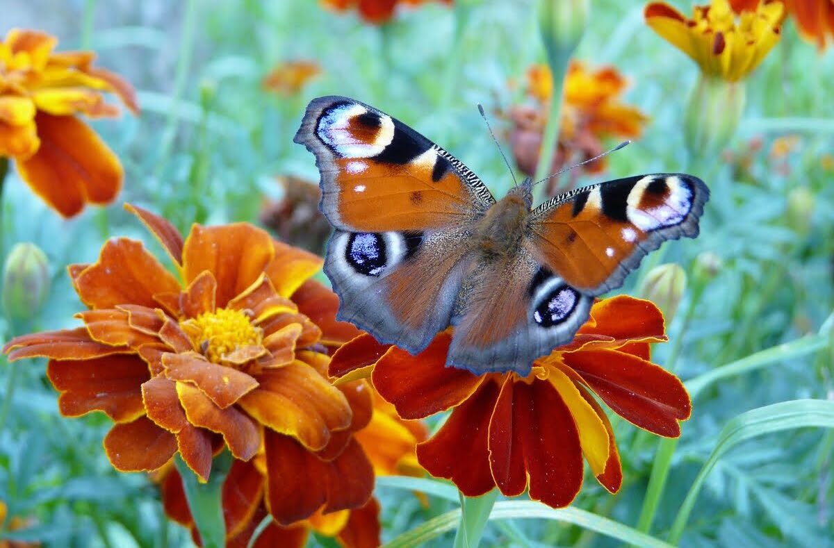 Motyl przylatujący na kwiaty aksamitki
