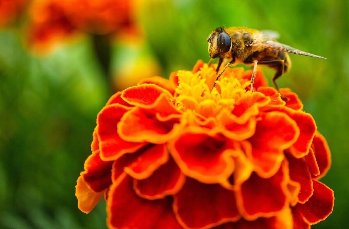 Pszczoła na kwiatach aksamitki