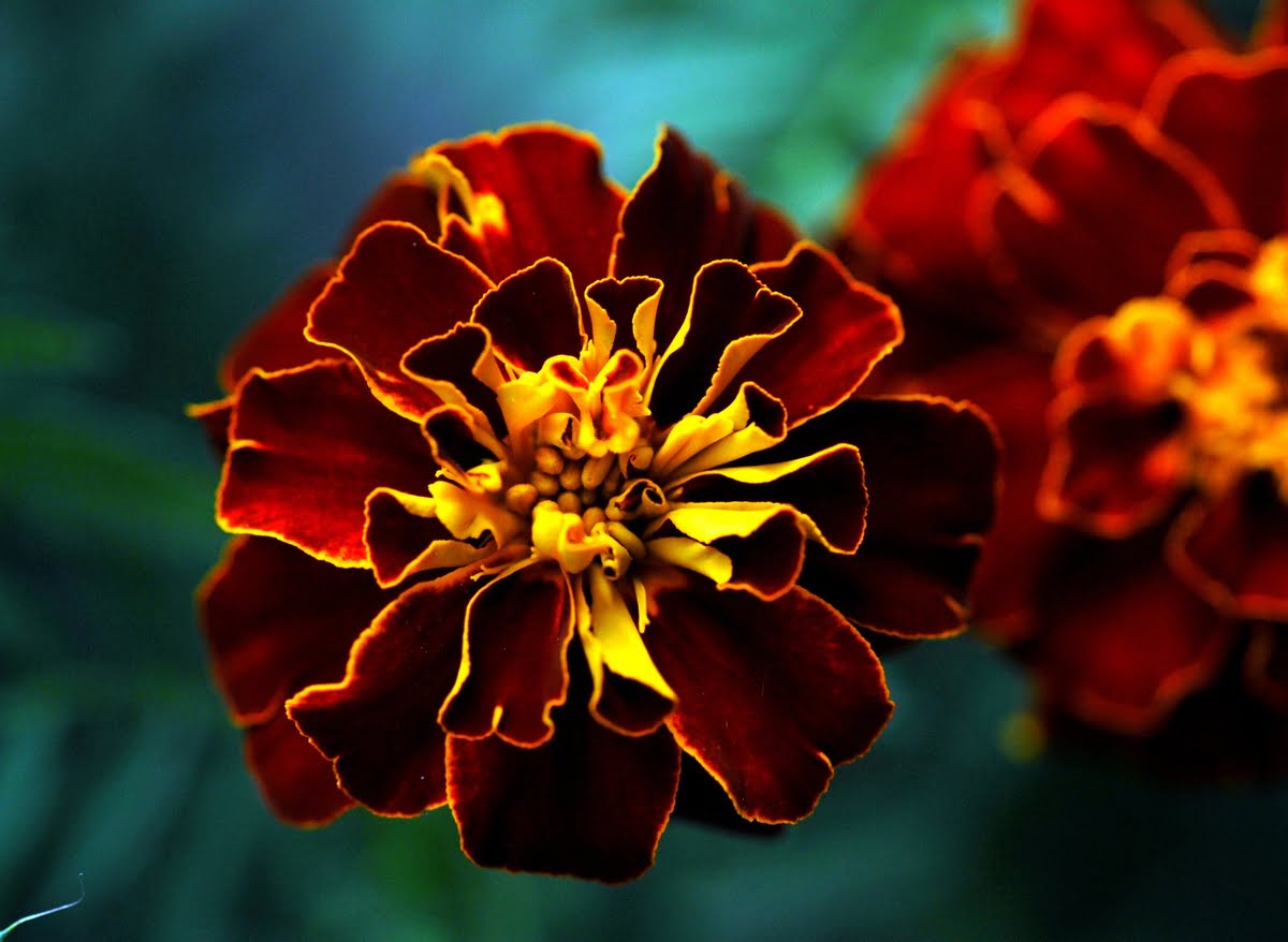 Kwiat Aksamitki 