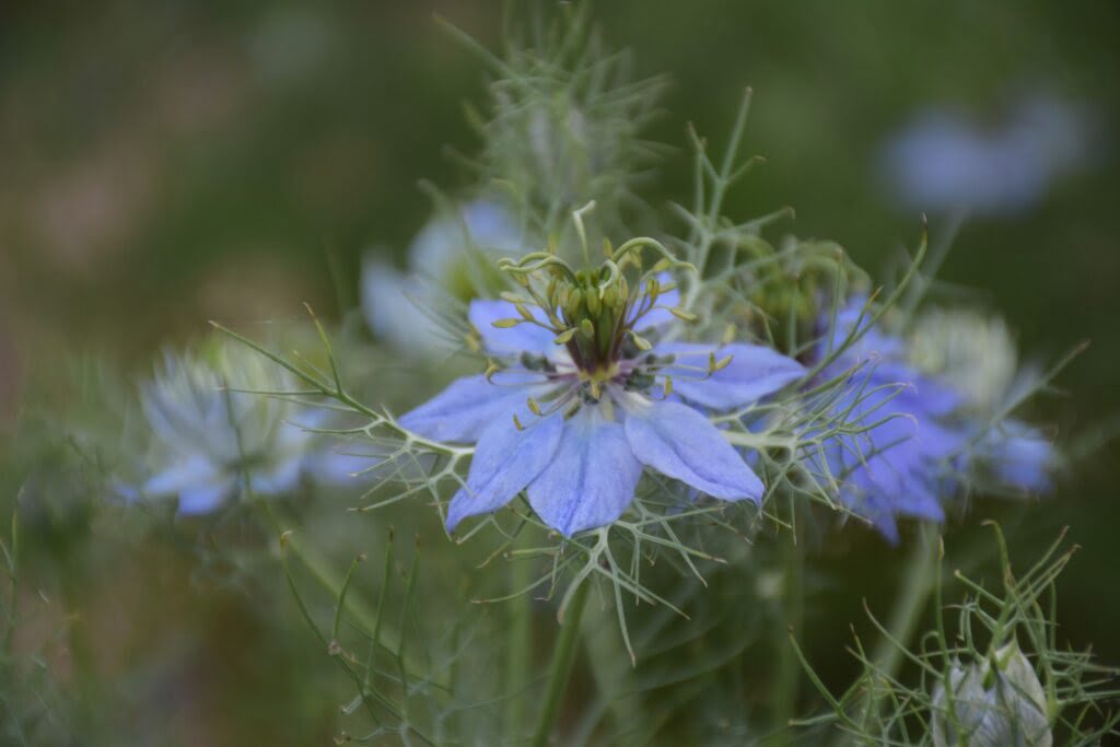 Niebieskie kwiaty czarnuszki