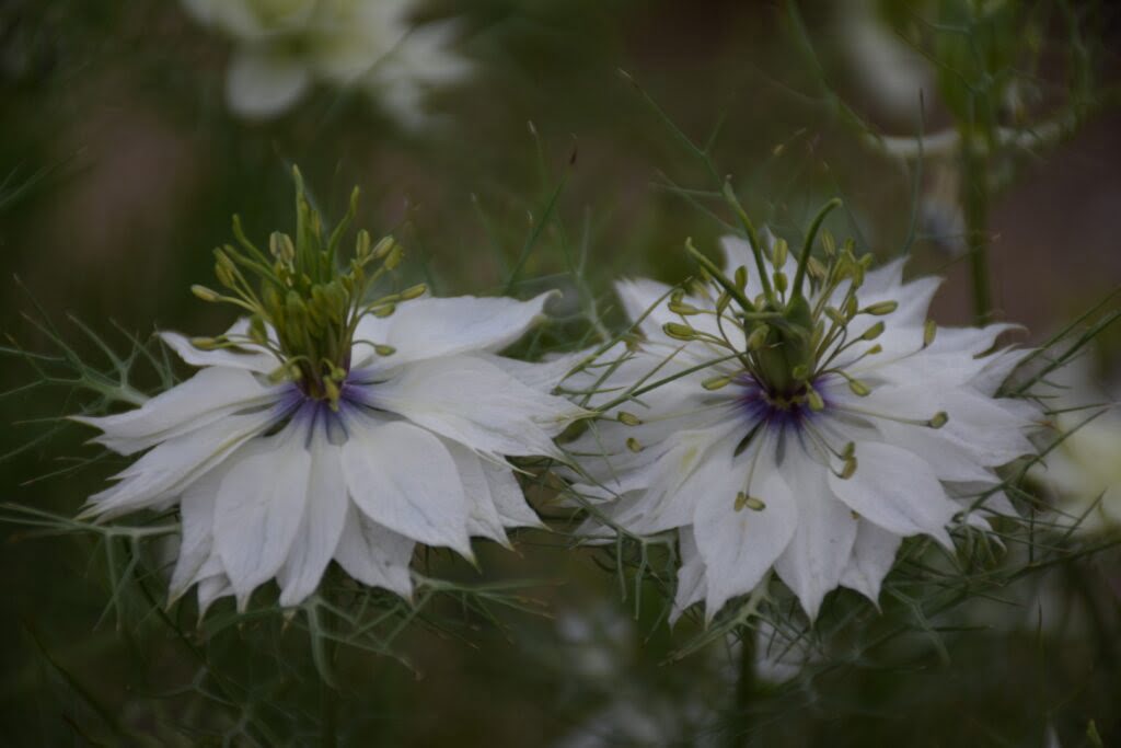 Białe kwiaty czarnuszki