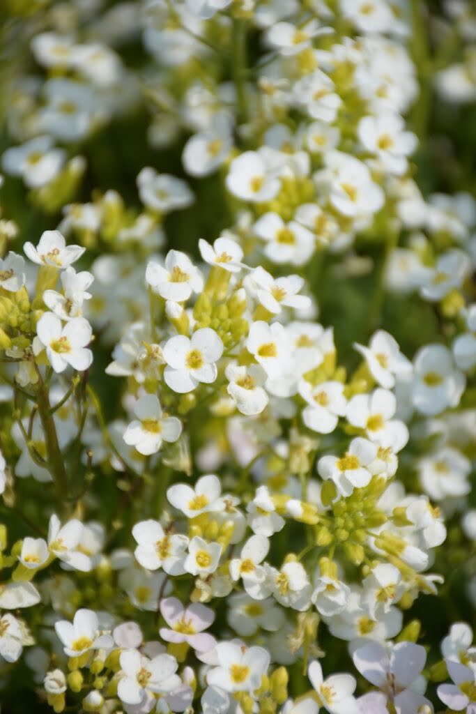 Białe kwiaty gęsiówki alpejskiej
