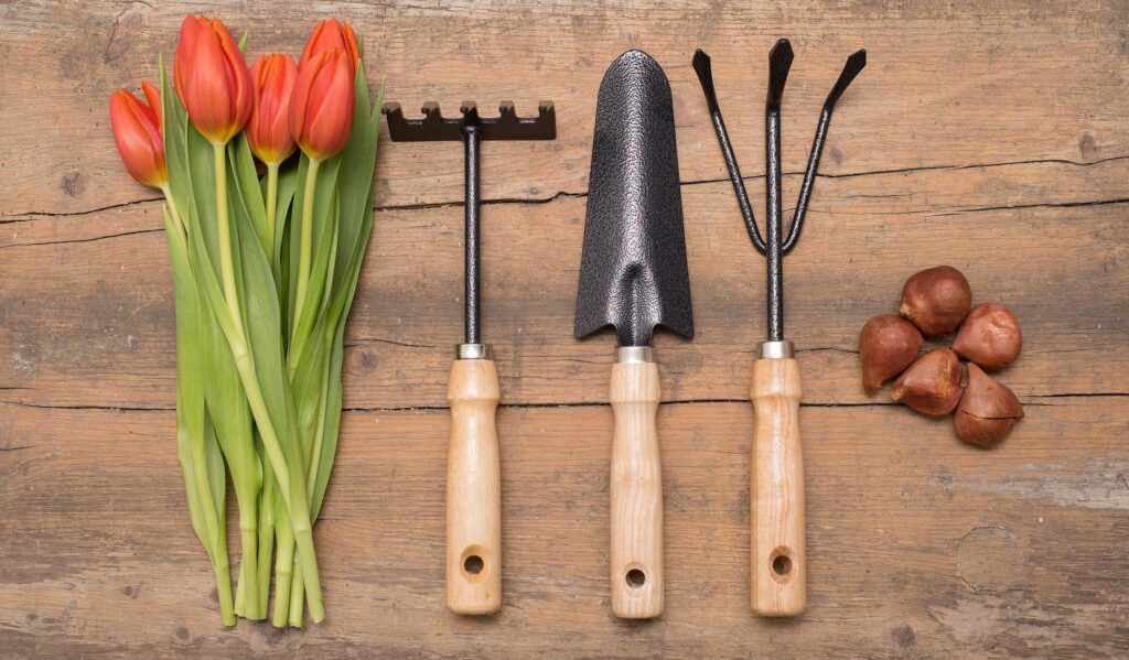 Tulipany i ich cebule, narzędzia ogrodnicze na tle drewna