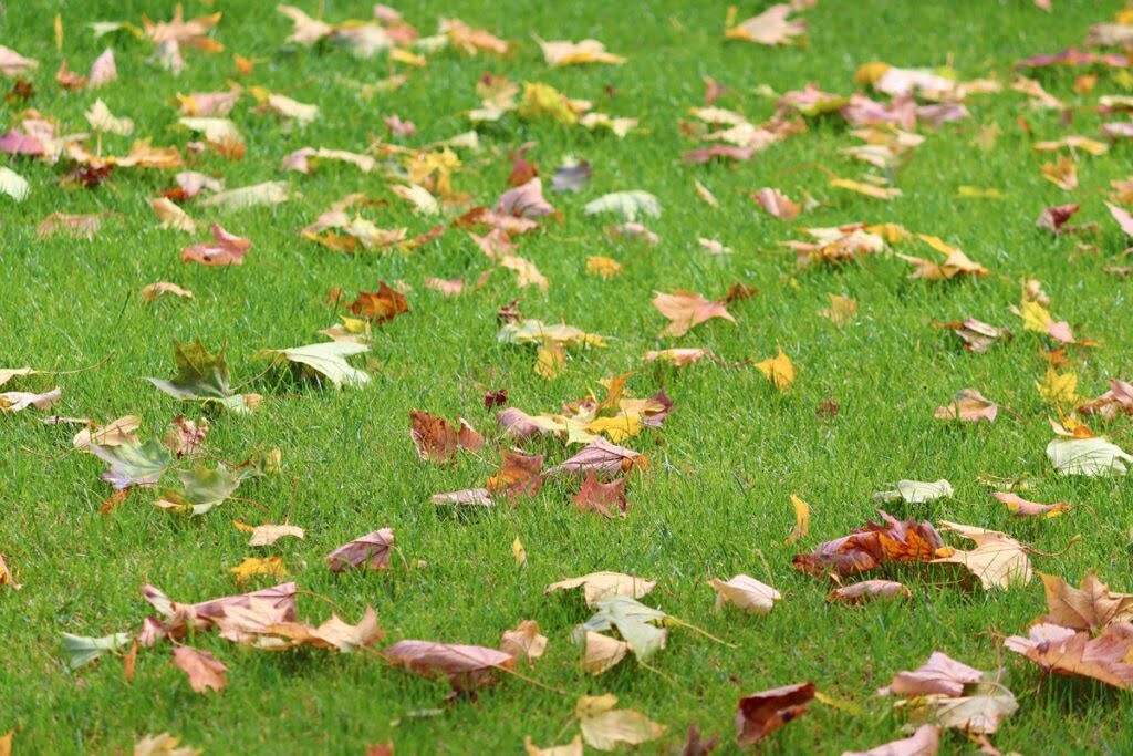 Jesienne liście leżące na trawniku