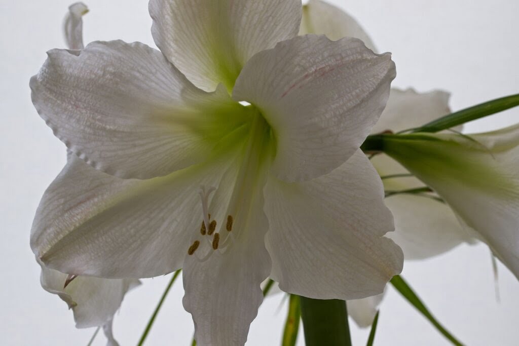 Biały kwiat hippeastrum