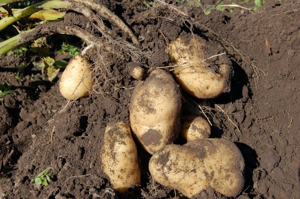 Bulwy ziemniaków w ziemi