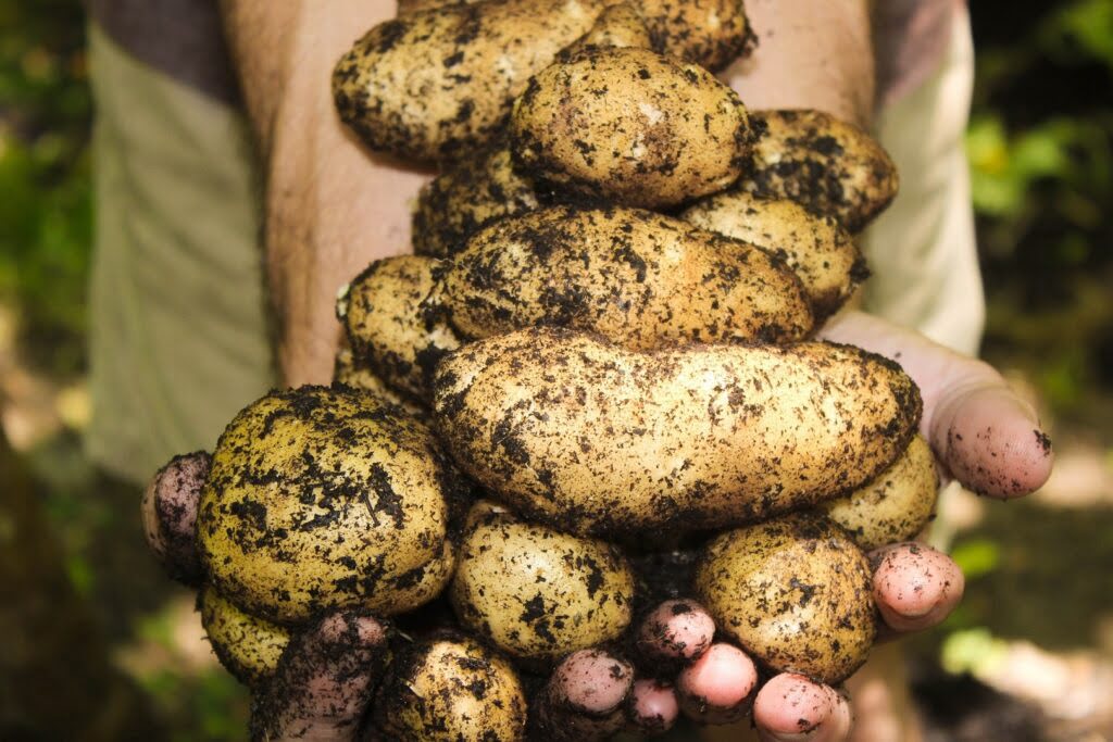 Ziemniaki pokryte ziemią trzymane w rękach