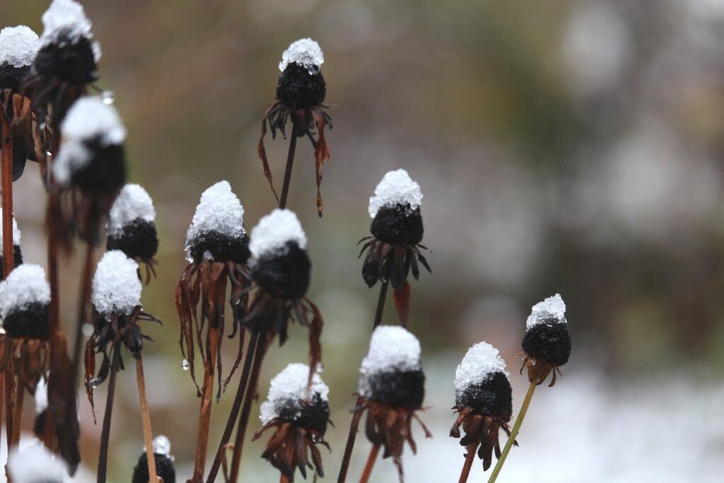 Suche kwiaty jeżówki pokryte śniegiem