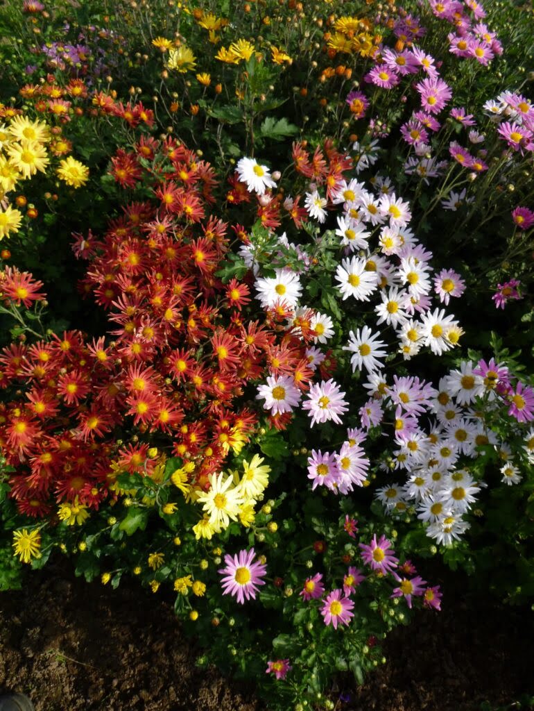 Złocień ogrodowy - kolorowe kwiaty