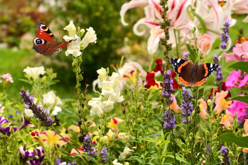 Rabata w stylu naturalistycznym z kolorowymi kwiatami, zwabiającymi motyle.