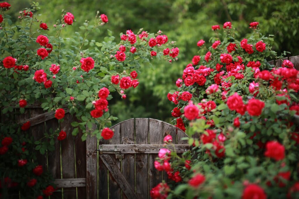 Czerwona róża przy starej, drewnianej furtce.