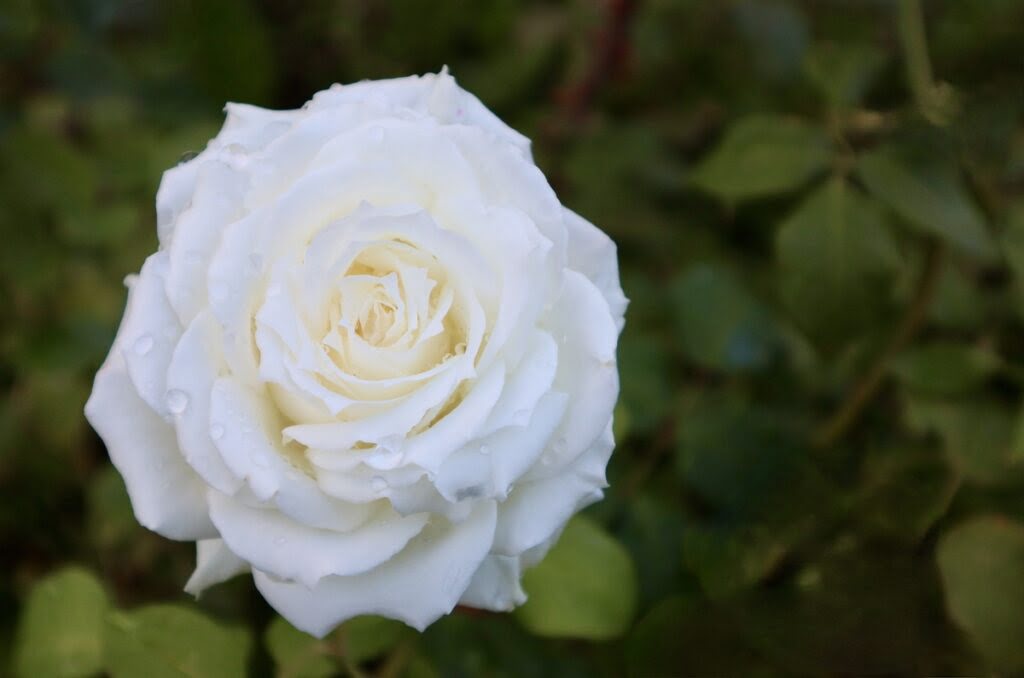 Kwiat białej róży