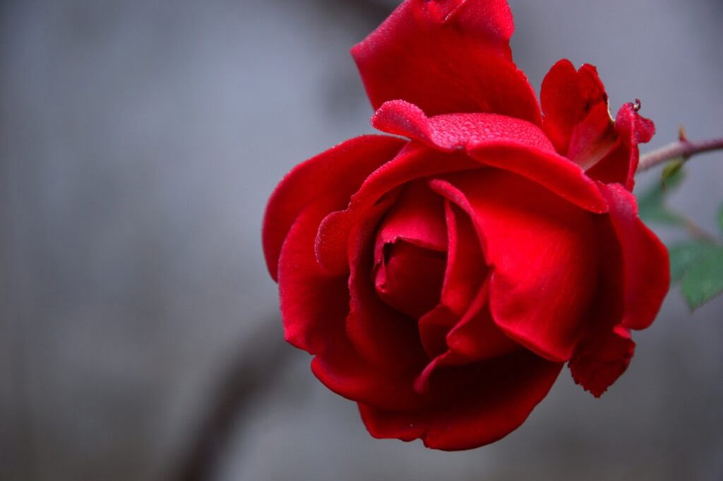 Kwiat czerwonej róży