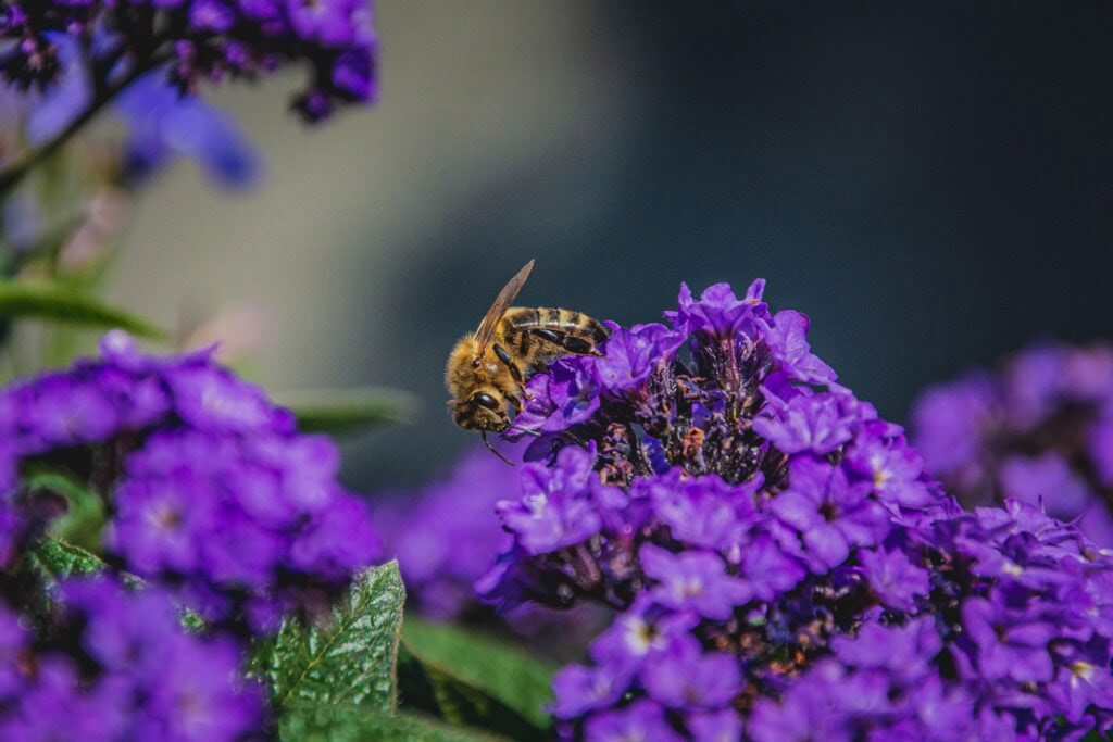 Pszczoła siedząca na kwiecie heliotropu
