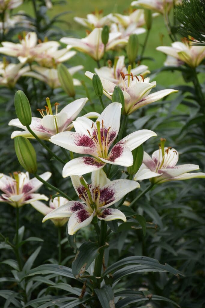 Lilie z białymi kwiatami i fioletowym środkiem