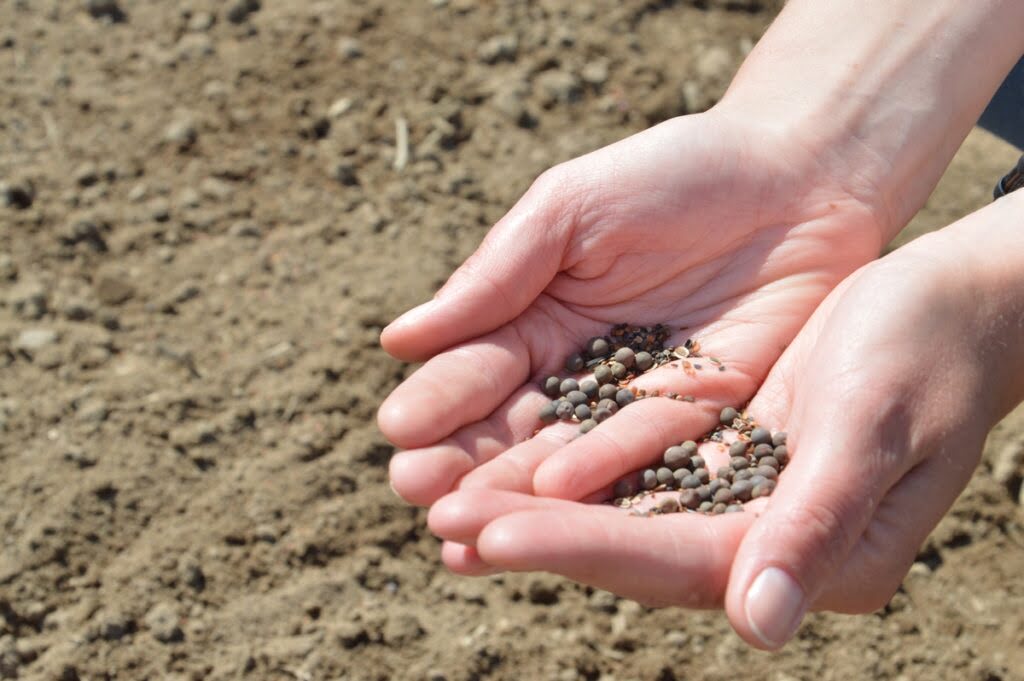 Nasiona mieszanki kwietnej w dłoniach na tle przygotowanego gruntu do wysiewu.