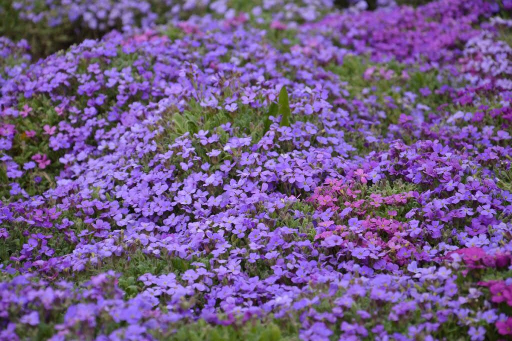 Żagwin ogrodowy o fioletowych kwiatach