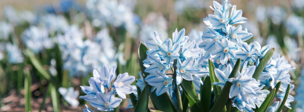 Puszkinia cebulicowata-biało niebieskie kwiaty podobne do hiacynta