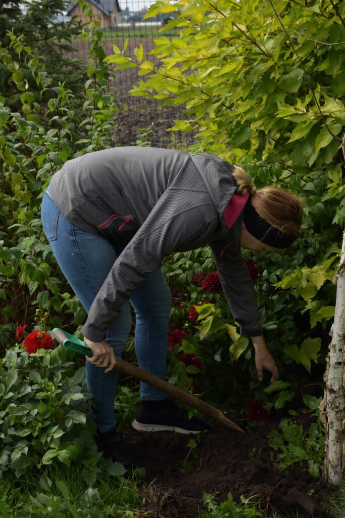 Kobieta w ogrodzie wykopuje roślinę szpadlem