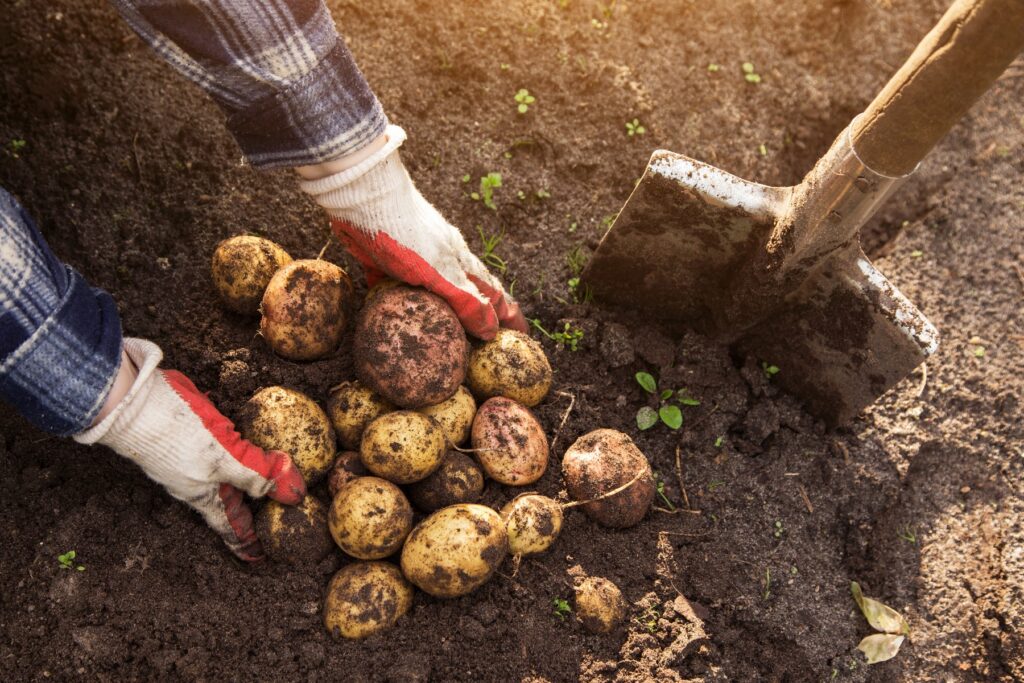 Dłonie w rękawicach podnoszą z ziemi ziemniaki, obok szpadel wbity w ziemię
