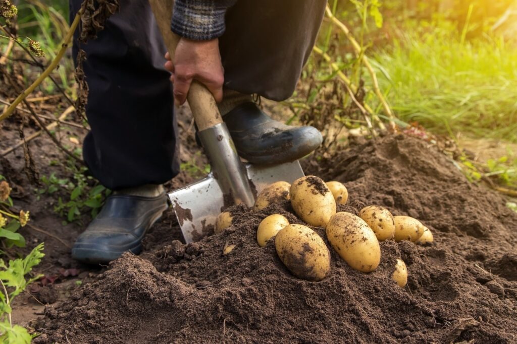 Szpadel wbity w ziemię, człowiek wykopuje ziemniaki