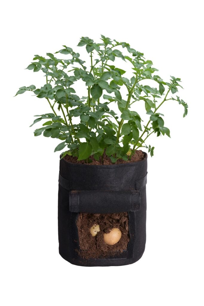 Roślina ziemniaka w torbie uprawowej